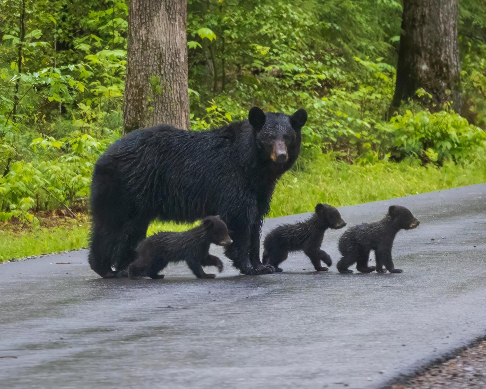 Вілла Three Bears Den, Hot Tub, Pool Table, Pool Access, 1089 Free Tickets Each Paid Day, Dollywood Inclu Гатлінбург Екстер'єр фото